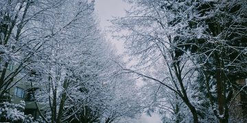 Snow in Seattle. Shot by W.