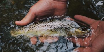 捕魚（Photo by Hunter Brumels on Unsplash）
