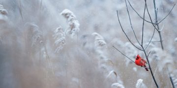 漫天飛雪（Photo by Ray Hennessy on Unsplash）