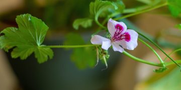 Photo by Robert Bottman on Unsplash