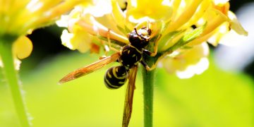 亞洲大黃蜂 (Photo by soufiane koraichi on Unsplash)