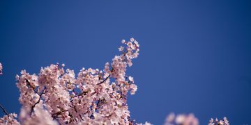 華大校園裡盛開的櫻花（Photo by Taylor Vick on Unsplash）