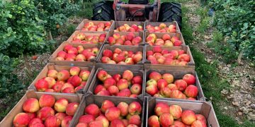 蘋果果園 (Photo by Terra Slaybaugh on Unsplash)