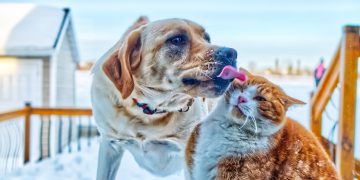 Photo by Yan Laurichesse on Unsplash