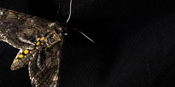 图片来自Mark Stone/University of Washington