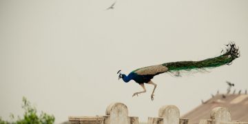 孔雀 (Photo by Vivek Doshi on Unsplash)