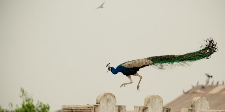 孔雀 (Photo by Vivek Doshi on Unsplash)