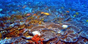 Photo by "NOAA's National Ocean Service" on "flickr"