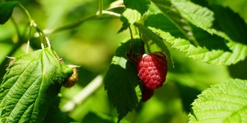 Photo by Sebbi Strauch on Unsplash