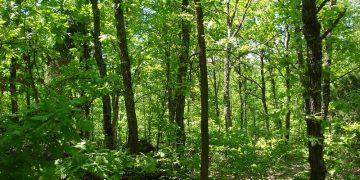 Dimitris Siskopoulos/Flickr