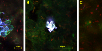 Libertas AcademicaFollow
/flickr