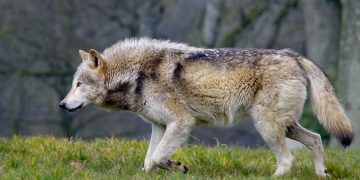 Christina Catlin-Groves/Flickr