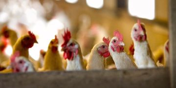 (Bruce Detorres/Flickr)