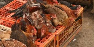 Laughlin Elkind/Flickr