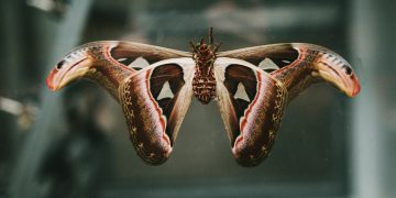 Photo by Frankie Mish on Unsplash