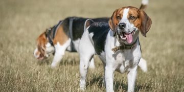 Frank Shepherd/Flickr