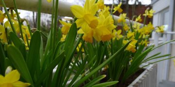 Timo Newton-Syms/Flickr