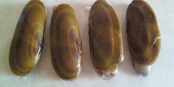 California Department of Fish and Wildlife / Flickr.com