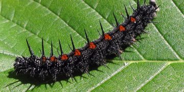 Michelle Tribe/flickr