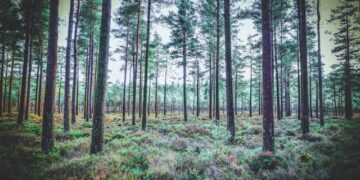 Photo by Jonny Gios on Unsplash